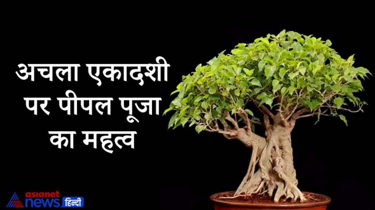 अचला एकादशी आज: इस दिन पीपल की पूजा का है विशेष महत्व, मिलते हैं ग्रहों के शुभ फल
