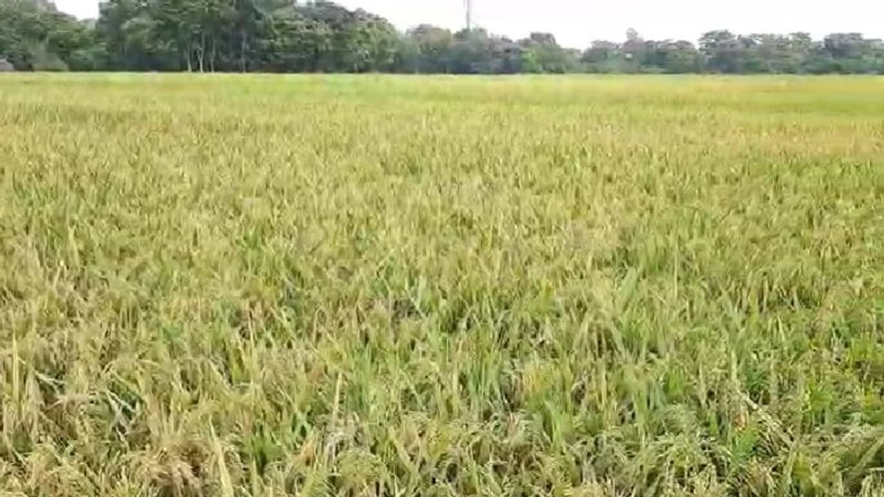 వరి ధాన్యం ఇష్యూ: తెలంగాణ మంత్రులకు షాకిచ్చిన పీయూష్ , ముందే బీజేపీ నేతలకు అపాయింట్ మెంట్