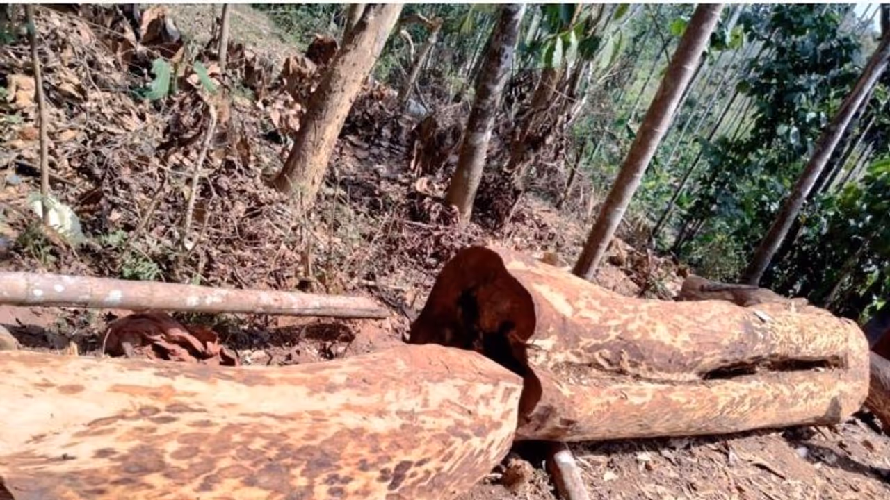 വീട്ടിമരം കൊള്ള; സ്ഥലങ്ങൾ സന്ദർശിച്ച് എംഎൽഎമാരായ ടി സിദ്ദീഖും ഐ സി ബാലകൃഷ്ണനും വീട്ടിമരം കൊള്ള; സ്ഥലങ്ങൾ സന്ദർശിച്ച് എംഎൽഎമാരായ ടി സിദ്ദീഖും ഐ സി ബാലകൃഷ്ണനും