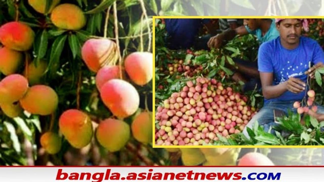 কার্যত লকডাউনের জেরে আটকে আম লিচুর রপ্তানি, আর্থিক ক্ষতির মুখোমুখি কৃষকরা