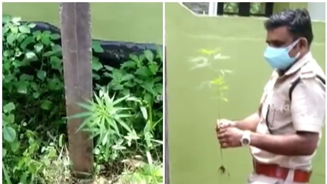 'ഞങ്ങള്‍ക്കിഷ്ടമുള്ള ചെടിയാണ്, ഇവിടെ വളരട്ടെ' ; പരിസ്ഥിതിദിനത്തില്‍ ക‌ഞ്ചാവ് ചെടി നട്ട് യുവാക്കൾ, കേസ്