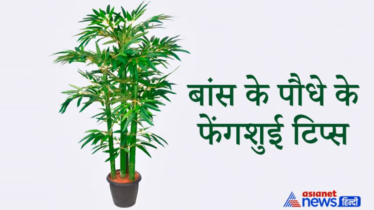 फेंगशुई में इस पौधे को माना गया है सौभाग्य और उम्र बढ़ाने वाला, इससे दूर होती है निगेटिविटी फेंगशुई में इस पौधे को माना गया है सौभाग्य और उम्र बढ़ाने वाला, इससे दूर होती है निगेटिविटी