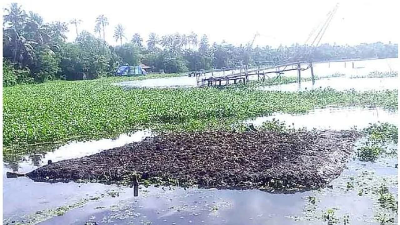 വേമ്പനാട്ട് കായലിലെ ഓളപരപ്പില് ഒഴുകുന്ന പൂ കൃഷിയും; പുതുപരീക്ഷണവുമായി കര്ഷകന് വേമ്പനാട്ട് കായലിലെ ഓളപരപ്പില് ഒഴുകുന്ന പൂ കൃഷിയും; പുതുപരീക്ഷണവുമായി കര്ഷകന്