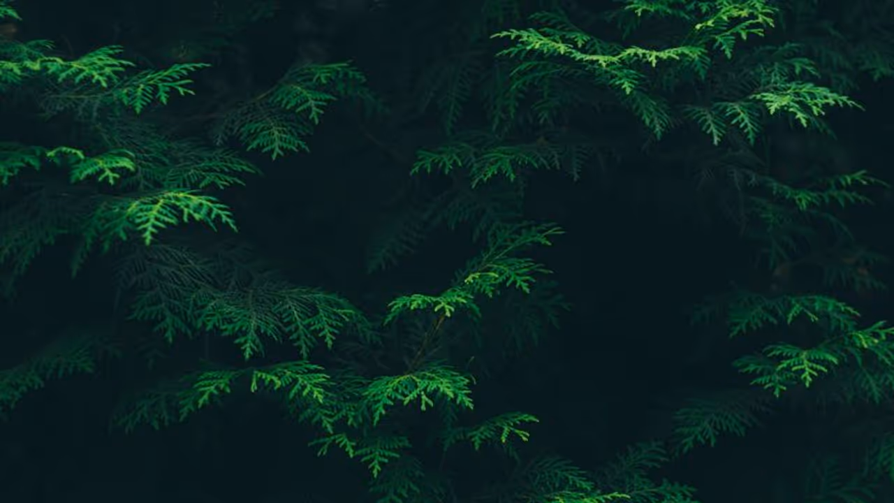 മലമ്പുഴയിൽ പരിശോധനയ്ക്ക് പോയ തണ്ടര് ബോള്ട്ട് സംഘം വനത്തിൽ കുടുങ്ങി മലമ്പുഴയിൽ പരിശോധനയ്ക്ക് പോയ തണ്ടര് ബോള്ട്ട് സംഘം വനത്തിൽ കുടുങ്ങി