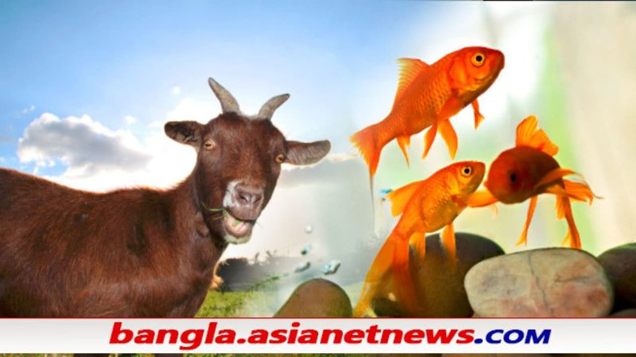 আতঙ্কে মৃত ছাগল, মাছ মরেছে বলে চাই ৩ কোটি 'দুয়ারে ত্রাণ' এ অবাক করা সব আবেদন