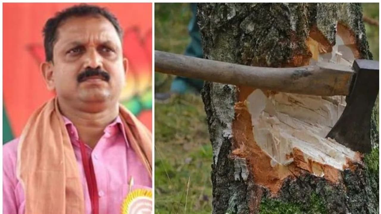 മുട്ടിൽ വനംകൊള്ള: കേന്ദ്ര ഇടപെടലിന് ബിജെപി, സുരേന്ദ്രൻ കേന്ദ്ര വനം മന്ത്രി കൂടിക്കാഴ്ചക്ക് കളമൊരുങ്ങുന്നു മുട്ടിൽ വനംകൊള്ള: കേന്ദ്ര ഇടപെടലിന് ബിജെപി, സുരേന്ദ്രൻ കേന്ദ്ര വനം മന്ത്രി കൂടിക്കാഴ്ചക്ക് കളമൊരുങ്ങുന്നു