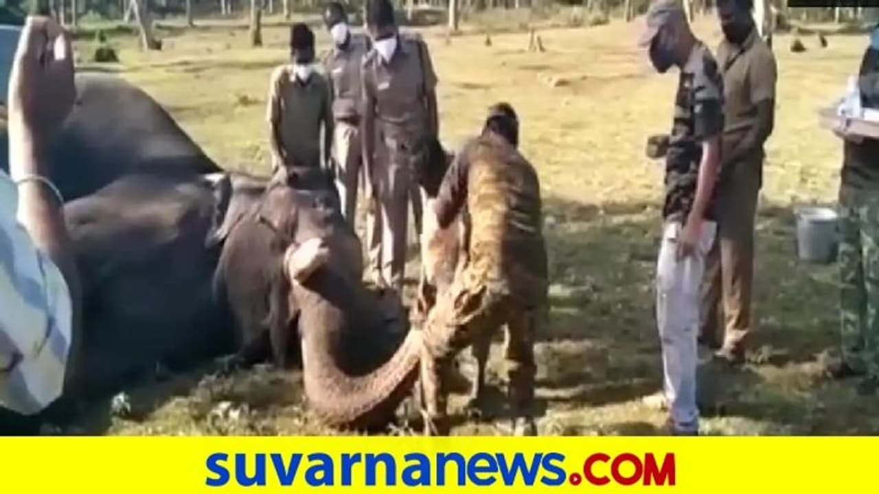 ಸಿಂಹ ಸಾವು ಬೆನ್ನಲ್ಲೇ, ತಮಿಳ್ನಾಡಲ್ಲಿ 56 ಆನೆಗಳಿಗೆ ಕೋವಿಡ್ ಟೆಸ್ಟ್! ಸಿಂಹ ಸಾವು ಬೆನ್ನಲ್ಲೇ, ತಮಿಳ್ನಾಡಲ್ಲಿ 56 ಆನೆಗಳಿಗೆ ಕೋವಿಡ್ ಟೆಸ್ಟ್!