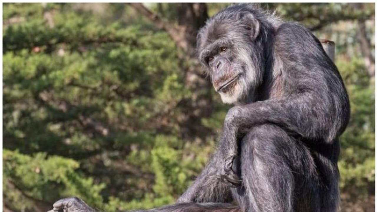 കൊവിഡ് വാക്സിനെടുത്താല് ചിമ്പാന്സിയാകുമെന്ന് വ്യാജപ്രചാരണം; നടപടിയുമായി ഫേസ്ബുക്ക് കൊവിഡ് വാക്സിനെടുത്താല് ചിമ്പാന്സിയാകുമെന്ന് വ്യാജപ്രചാരണം; നടപടിയുമായി ഫേസ്ബുക്ക്