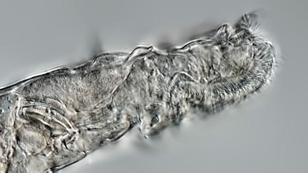 സൈബീരിയയിലെ കൊടുംതണുപ്പില്ഈ ജീവന് മരവിച്ച് അതിജീവിച്ചത് 24,000 വര്ഷങ്ങള്.! സൈബീരിയയിലെ കൊടുംതണുപ്പില്ഈ ജീവന് മരവിച്ച് അതിജീവിച്ചത് 24,000 വര്ഷങ്ങള്.!