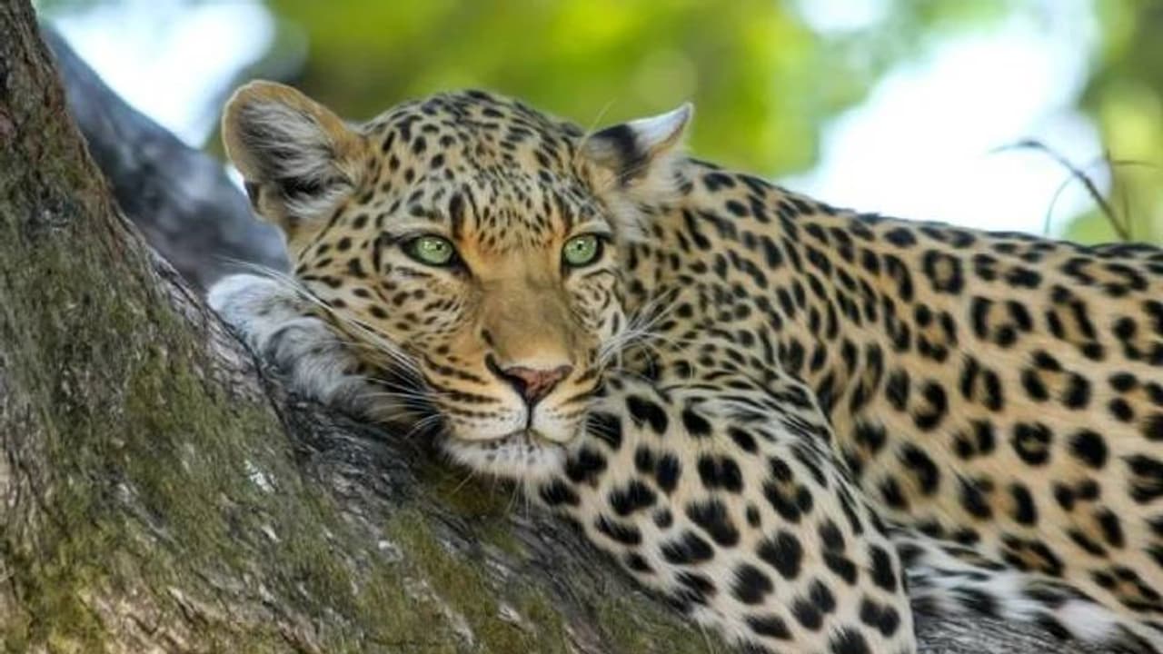 ದಾವಣಗೆರೆ: ಹೊನ್ನಾಳಿಯಲ್ಲಿ ಚಿರತೆ ಪ್ರತ್ಯಕ್ಷ, ಆತಂಕದಲ್ಲಿ ಜನತೆ