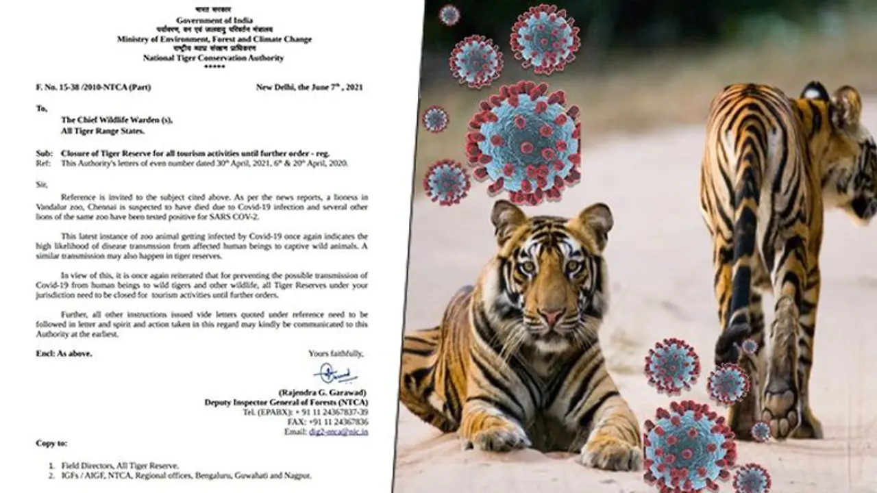 Lioness dies due to COVID, NTCA orders suspension of tourism in Tiger Reserves across India Lioness dies due to COVID, NTCA orders suspension of tourism in Tiger Reserves across India