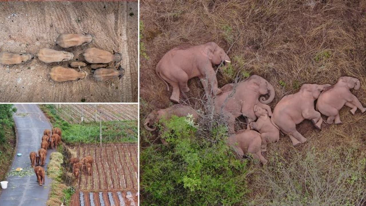 ആനക്കൂട്ടം നടക്കുന്നത് എങ്ങോട്ട്; 500 കിലോമീറ്റര്‍ പിന്നിട്ട് കൌതുകവും, ദുരൂഹവുമായി ആനക്കൂട്ടത്തിന്‍റെ യാത്ര