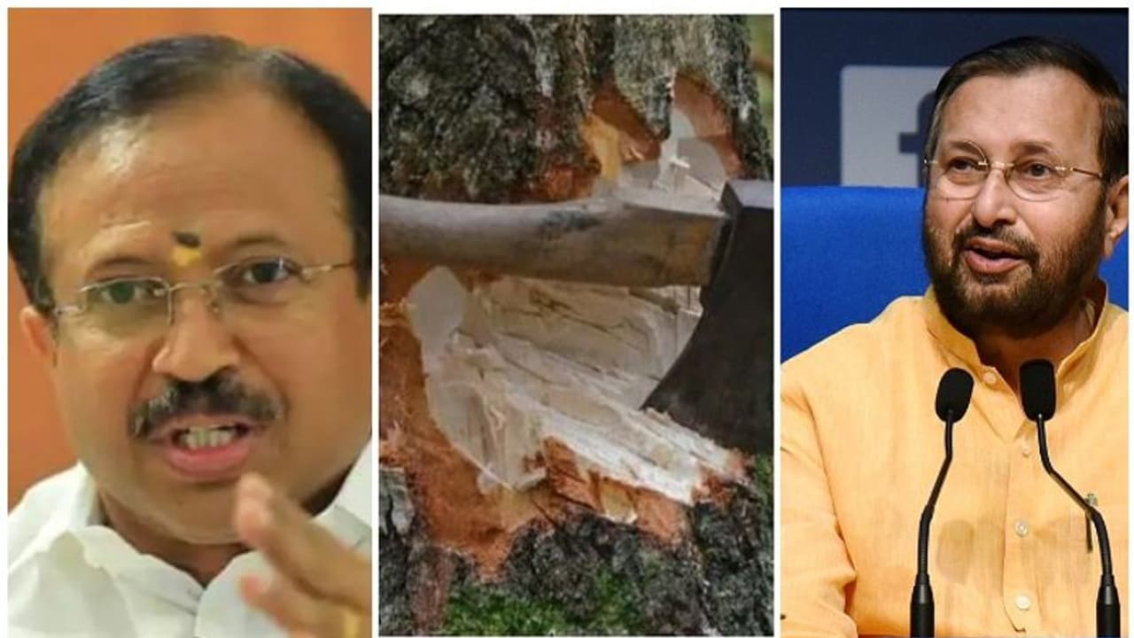 വനംകൊള്ള; സമഗ്ര അന്വേഷണം ആവശ്യപ്പെട്ട് വി മുരളീധരന്‍, മുട്ടില്‍ ഇന്ന് സന്ദര്‍ശിക്കും