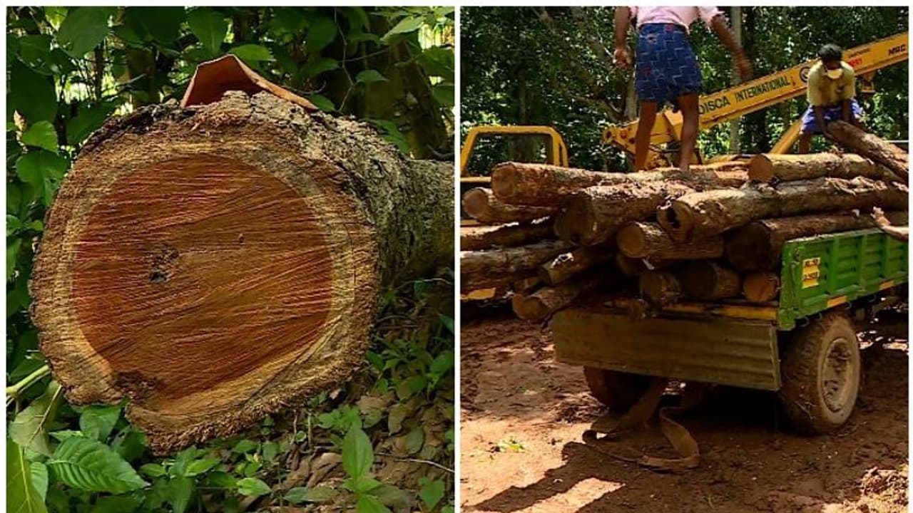 മരങ്ങൾ മുറിച്ചത് റവന്യു പട്ടയ ഭൂമിയിൽ നിന്ന്, മുട്ടിലിൽ 106 ഈട്ടി വെട്ടിയെന്നും വനം വകുപ്പിന്റെ റിപ്പോർട്ട് മരങ്ങൾ മുറിച്ചത് റവന്യു പട്ടയ ഭൂമിയിൽ നിന്ന്, മുട്ടിലിൽ 106 ഈട്ടി വെട്ടിയെന്നും വനം വകുപ്പിന്റെ റിപ്പോർട്ട്