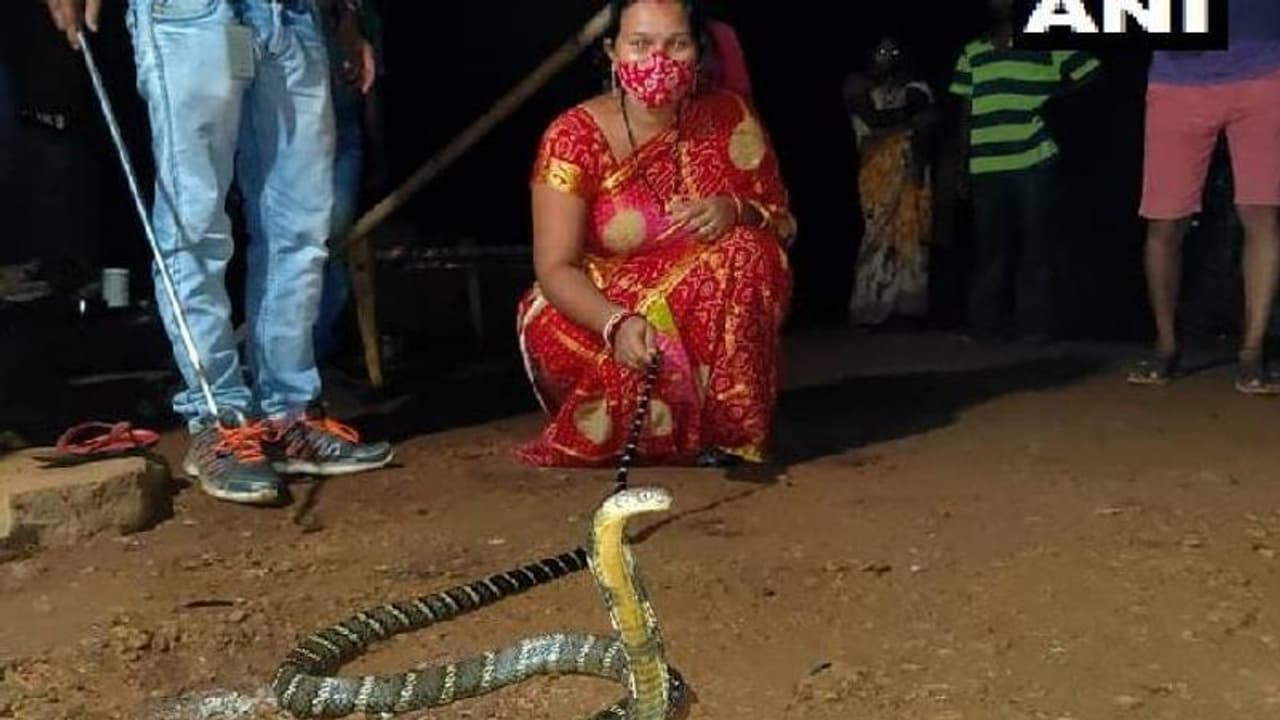 ഉഗ്രവിഷമുള്ള പാമ്പിന്‍റെ അരികില്‍ കുഞ്ഞ്; രാജവെമ്പാലയെ കൈകൊണ്ട് പിടിച്ച് അമ്മ!