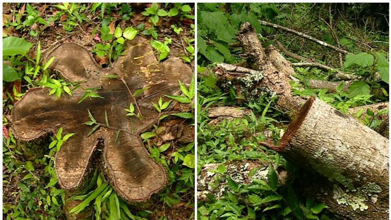 വയനാട് മരംമുറി: കളക്ടറുടെ മുന്നറിയിപ്പ് സര്‍ക്കാര്‍ അവ​ഗണിച്ചു; കത്ത് നല്‍കിയത് ഡിസംബറില്‍