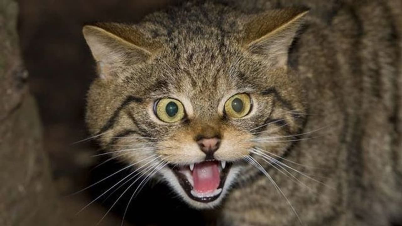 SHOCKING NEWS: केरल में डॉग्स से ज्यादा खूंखार हुईं बिल्लियां, एक महीने में 28000 लोगों को काट खाया SHOCKING NEWS: केरल में डॉग्स से ज्यादा खूंखार हुईं बिल्लियां, एक महीने में 28000 लोगों को काट खाया