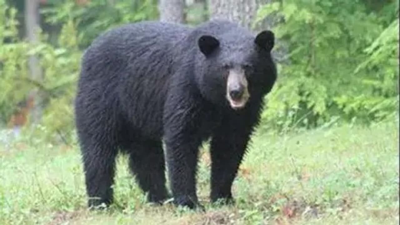 అది నేనేనా.. లేక మరొకటా: అద్దంలో తన ప్రతిబింబాన్ని చూసుకుని .. ఎలుగు బంటి రియాక్షన్ , వీడియో వైరల్ అది నేనేనా.. లేక మరొకటా: అద్దంలో తన ప్రతిబింబాన్ని చూసుకుని .. ఎలుగు బంటి రియాక్షన్ , వీడియో వైరల్