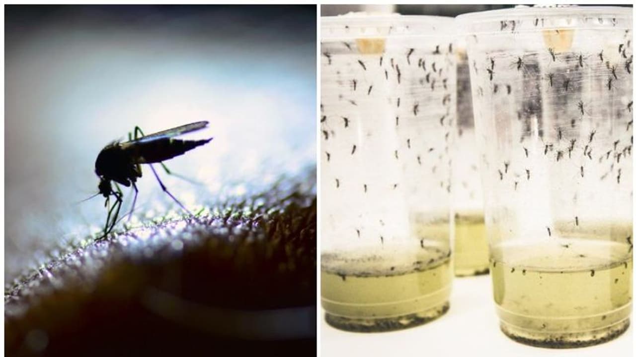 ഡെങ്കിയെ ഈ 'ബാക്ടീരിയ' തുരത്തും; പരീക്ഷണം വിജയകരം