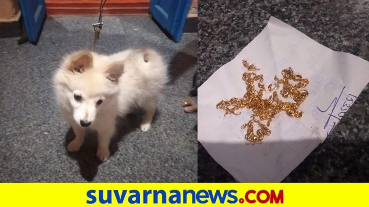 ಚಿನ್ನದ ಚೈನ್ ನುಂಗಿದ ಕಾರಟಗಿ ಶ್ವಾನ, ಮಾಲೀಕನ ಪಾಡು ಯಾಕ್ ಕೇಳ್ತಿರಿ! ಚಿನ್ನದ ಚೈನ್ ನುಂಗಿದ ಕಾರಟಗಿ ಶ್ವಾನ, ಮಾಲೀಕನ ಪಾಡು ಯಾಕ್ ಕೇಳ್ತಿರಿ!