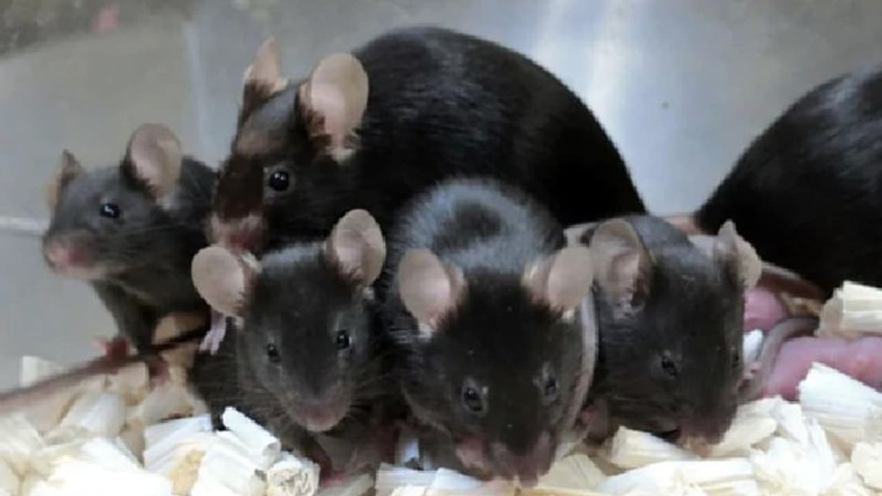 ബഹിരാകാശത്ത് സൂക്ഷിക്കപ്പെട്ട എലികളുടെ ബീജം; ഒടുവിലിതാ ഉശിരന്‍ കുഞ്ഞുങ്ങള്‍...