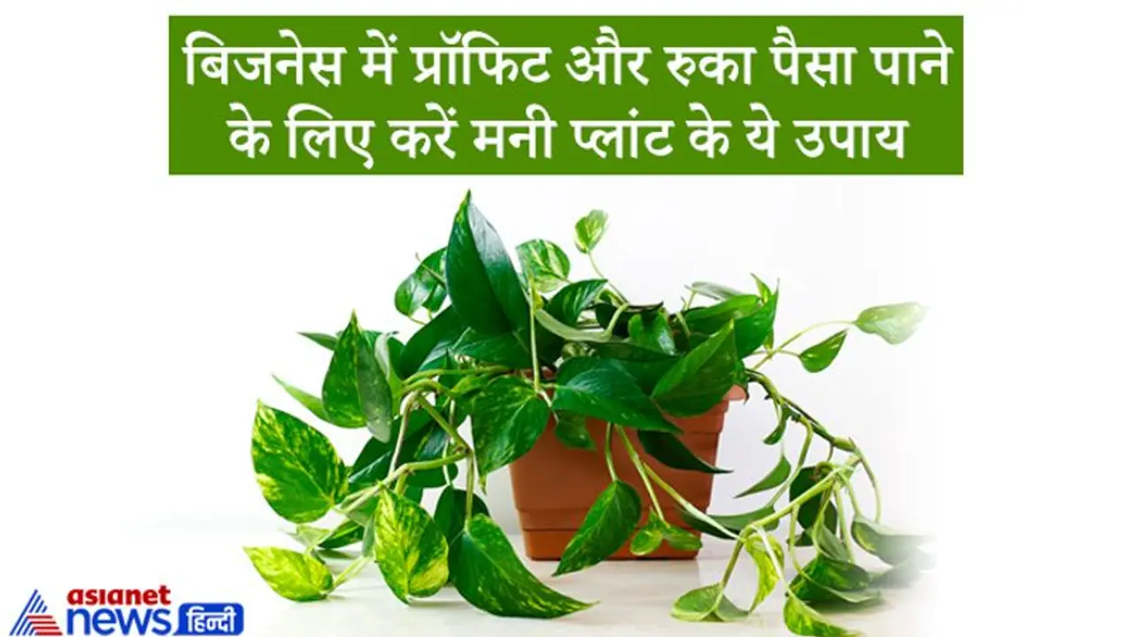 बिजनेस में फायदा और रुका हुआ पैसा पाने के लिए कर सकते हैं मनी प्लांट से जुड़े 2 आसान उपाय बिजनेस में फायदा और रुका हुआ पैसा पाने के लिए कर सकते हैं मनी प्लांट से जुड़े 2 आसान उपाय