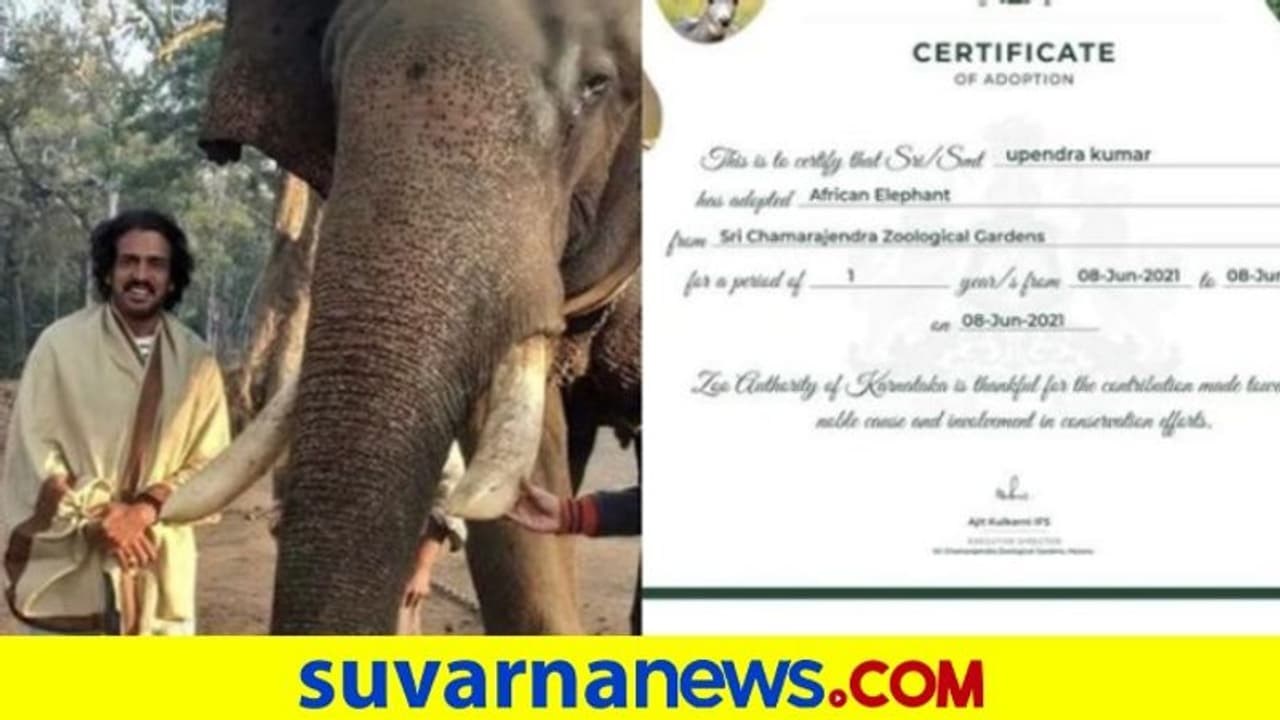 ದರ್ಶನ್ ಮನವಿಗೆ ಸ್ಪಂದಿಸಿ ಆಫ್ರಿಕನ್ ಆನೆ ದತ್ತು ಪಡೆದ ಉಪೇಂದ್ರ! ದರ್ಶನ್ ಮನವಿಗೆ ಸ್ಪಂದಿಸಿ ಆಫ್ರಿಕನ್ ಆನೆ ದತ್ತು ಪಡೆದ ಉಪೇಂದ್ರ!