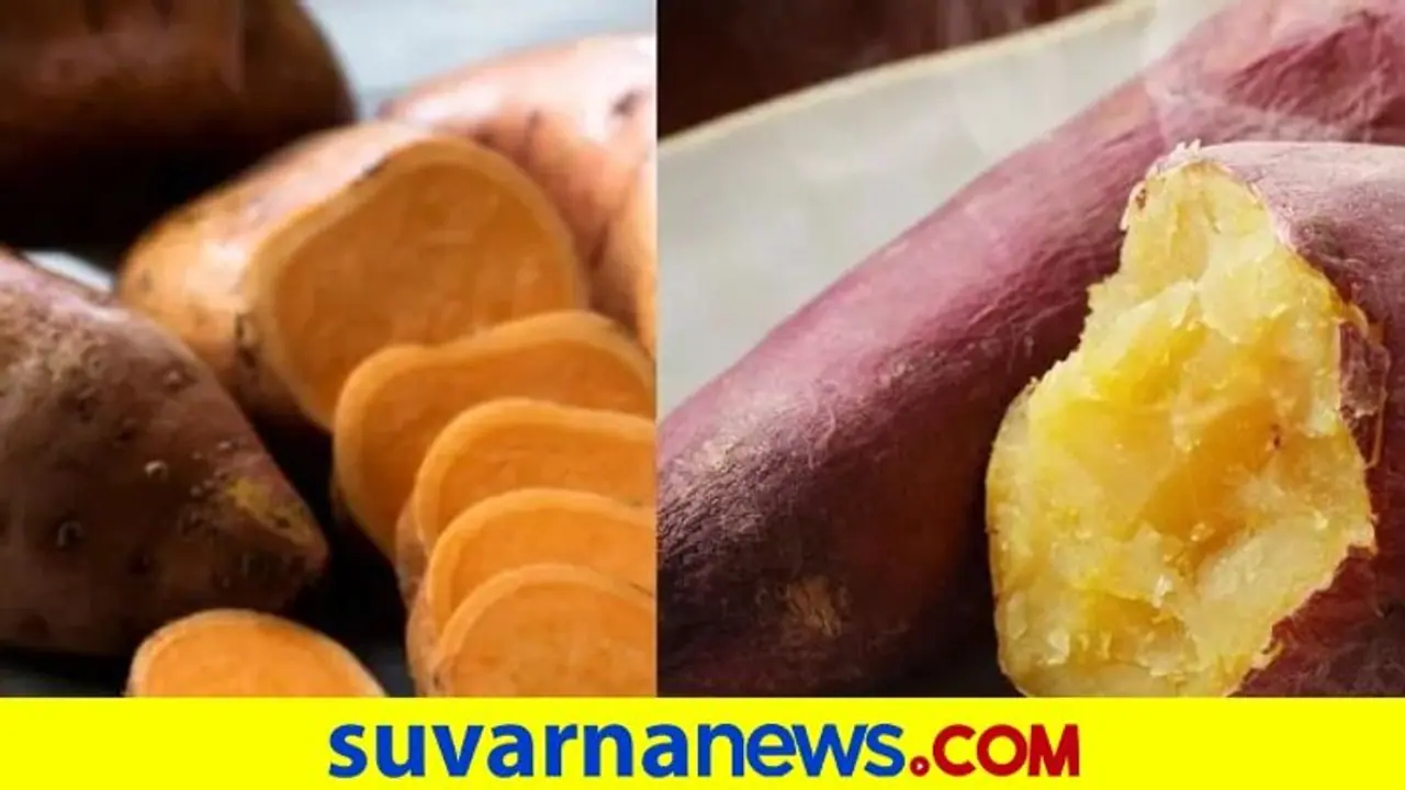 ಸಿಹಿಗೆಣಸಿನಲ್ಲಿದೆ ದೇಹಕ್ಕೆ ಬೇಕಾಗೋ ಪೌಷ್ಟಿಕಾಂಶ, ಬಳಸ್ತೀರಿ ತಾನೇ? ಸಿಹಿಗೆಣಸಿನಲ್ಲಿದೆ ದೇಹಕ್ಕೆ ಬೇಕಾಗೋ ಪೌಷ್ಟಿಕಾಂಶ, ಬಳಸ್ತೀರಿ ತಾನೇ?