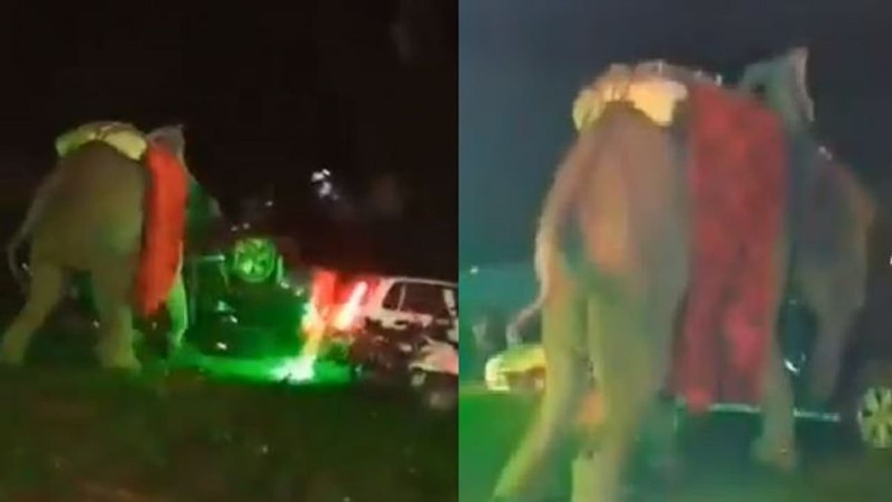 ಆನೆ ರಂಪಾಟದಿಂದ ಮದುವೆ ಸಮಾರಂಭ ಕ್ಯಾನ್ಸಲ್; ಅಂಬಾನಿ ಮೇಲೇರಿ ಬಂದ ಮಧುಮಗ ಎಸ್ಕೇಪ್! ಆನೆ ರಂಪಾಟದಿಂದ ಮದುವೆ ಸಮಾರಂಭ ಕ್ಯಾನ್ಸಲ್; ಅಂಬಾನಿ ಮೇಲೇರಿ ಬಂದ ಮಧುಮಗ ಎಸ್ಕೇಪ್!