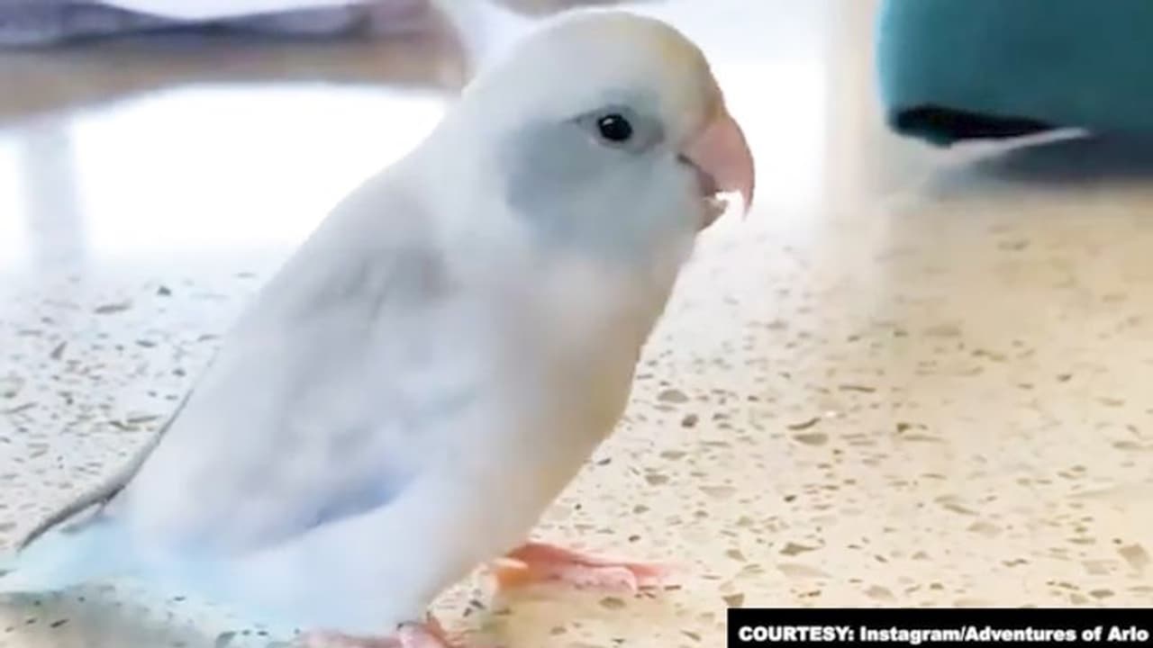 Arlo, 2 year old Pacific parrotlet says 'I love you'; viral video wows netizens