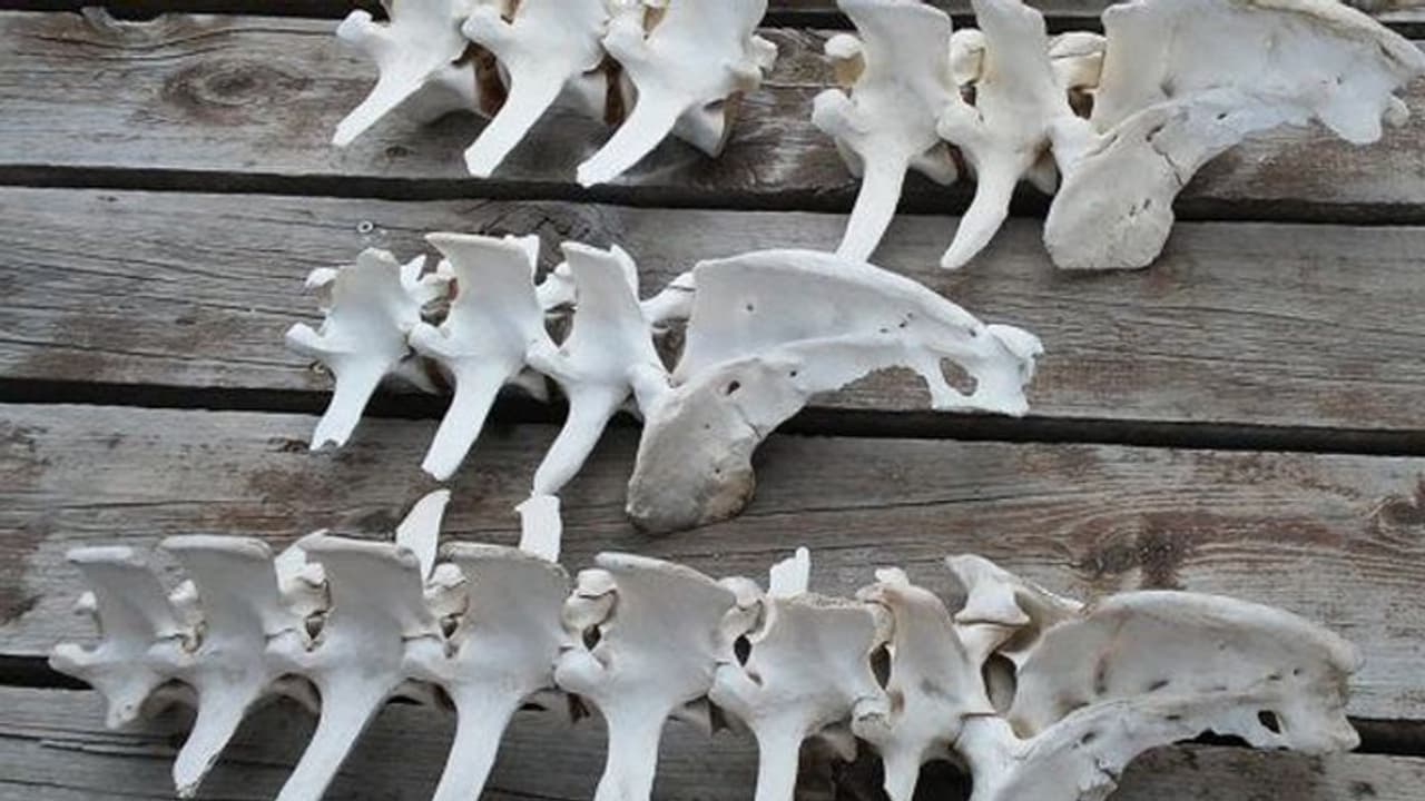 ನೆಲದಡಿ ಪತ್ತೆಯಾಯ್ತು 3,787 ಮೂಳೆಗಳು, 7 ಮಂದಿಯನ್ನು ಹತ್ಯೆಗೈದ ಶಂಕೆ! ನೆಲದಡಿ ಪತ್ತೆಯಾಯ್ತು 3,787 ಮೂಳೆಗಳು, 7 ಮಂದಿಯನ್ನು ಹತ್ಯೆಗೈದ ಶಂಕೆ!