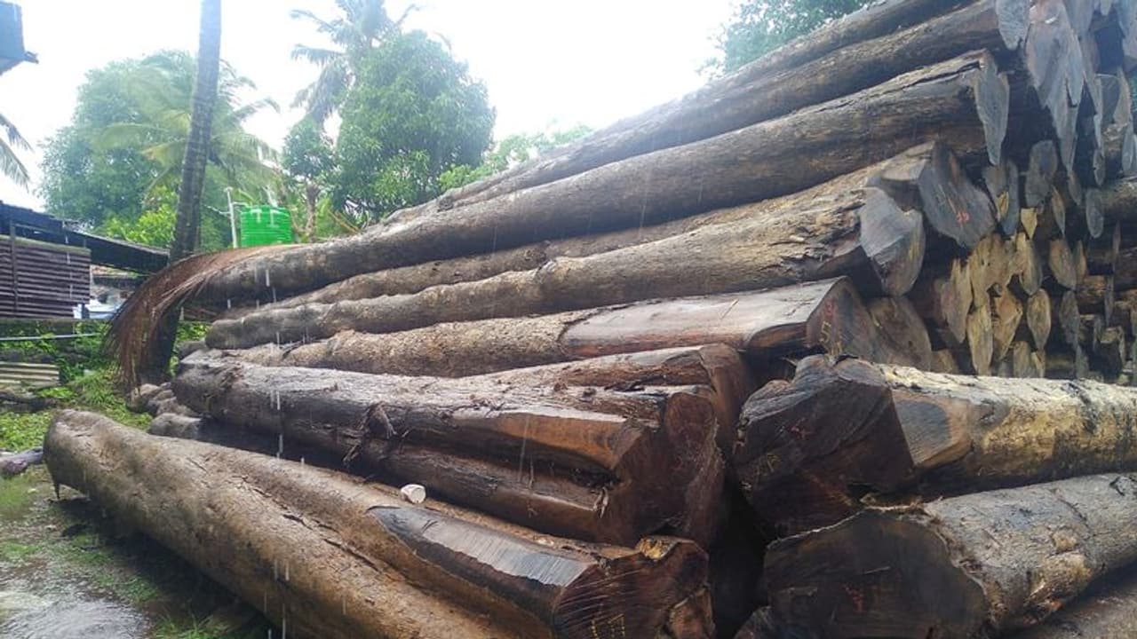 'മുറിച്ചത് 14 കോടിയുടെ മരങ്ങൾ'; മരംമുറിയുടെ വ്യാപ്തി വ്യക്തമാക്കി വനം വിജിലൻസ് റിപ്പോര്ട്ട് 'മുറിച്ചത് 14 കോടിയുടെ മരങ്ങൾ'; മരംമുറിയുടെ വ്യാപ്തി വ്യക്തമാക്കി വനം വിജിലൻസ് റിപ്പോര്ട്ട്