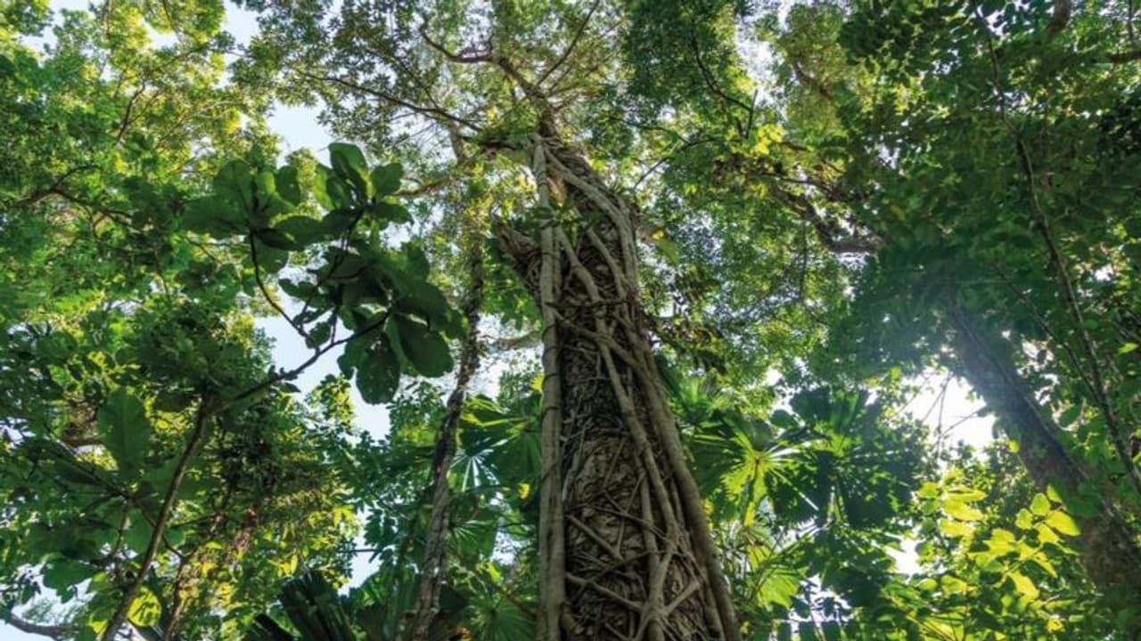 ভারতে প্রথম, কফি প্রজাতির এই গাছের সন্ধান মিলল এই জায়গায় ভারতে প্রথম, কফি প্রজাতির এই গাছের সন্ধান মিলল এই জায়গায়