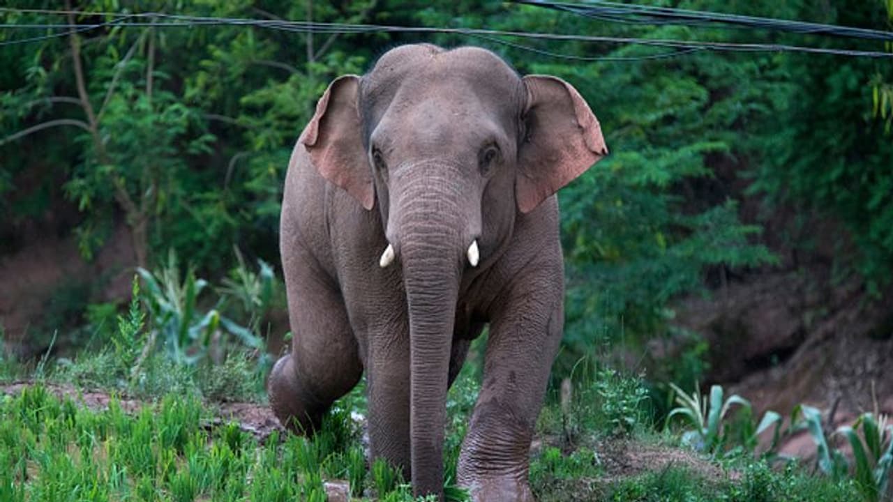 ವಿದ್ಯುತ್ ತಂತಿ ಸ್ಪರ್ಶಿಸಿ ಮೈಸೂರಿನಲ್ಲಿ ಆನೆ ಸಾವು ವಿದ್ಯುತ್ ತಂತಿ ಸ್ಪರ್ಶಿಸಿ ಮೈಸೂರಿನಲ್ಲಿ ಆನೆ ಸಾವು
