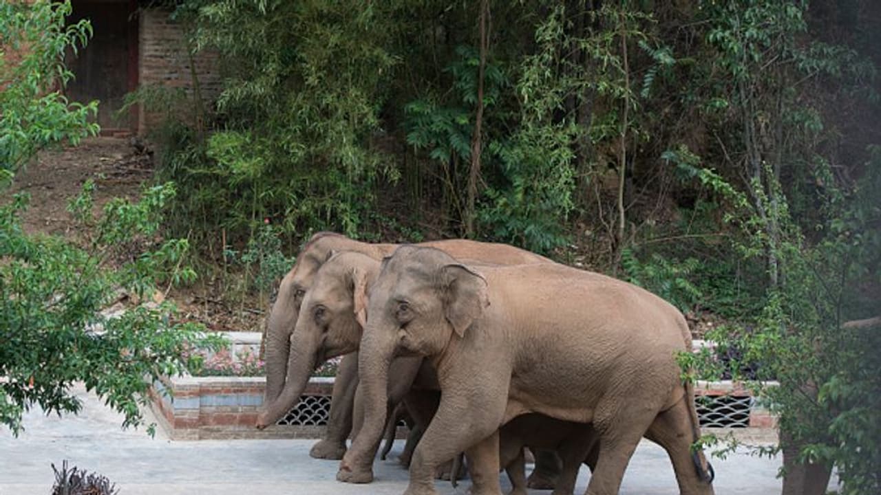 ரிசார்ட், செங்கற்சூளைகளுக்கு ஆப்பு.. யானை செல்லும் பாதைகளை ஆக்கிரமித்த வழக்கில் கோர்ட் அதிரடி. ரிசார்ட், செங்கற்சூளைகளுக்கு ஆப்பு.. யானை செல்லும் பாதைகளை ஆக்கிரமித்த வழக்கில் கோர்ட் அதிரடி.