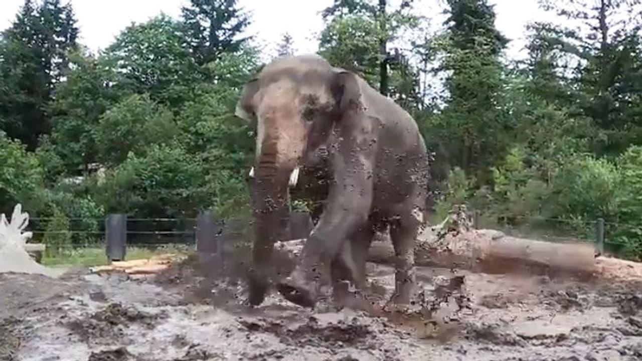 Elephant happily splashing in pool of mud is pure joy; watch the video