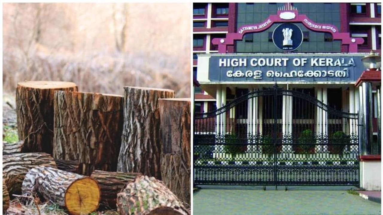 'മരം മുറി അനുമതിയോടെ', മുൻകൂർ ജാമ്യാപേക്ഷയുമായി മുട്ടിൽ മരംകൊള്ള പ്രതികൾ