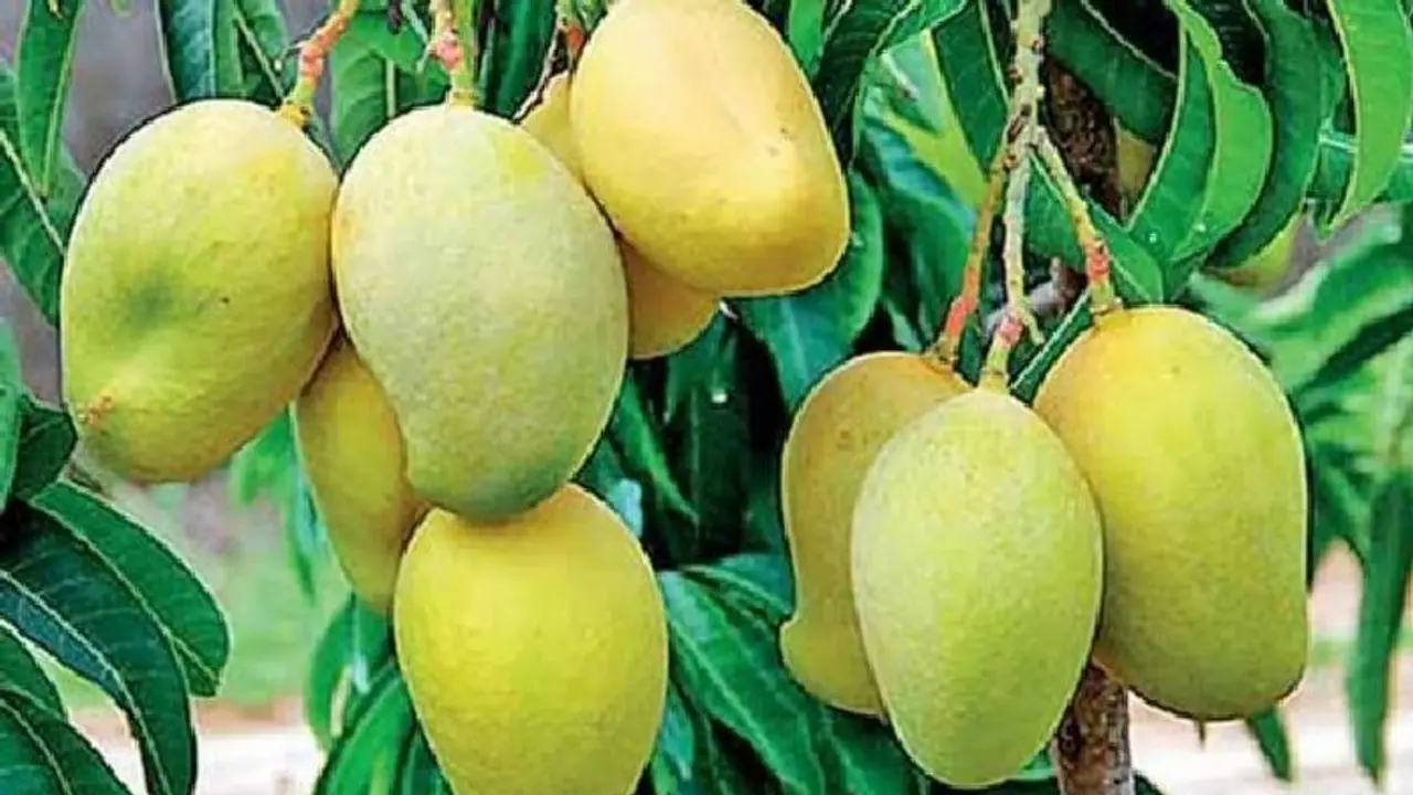 Bengaluru: ಸಿಲಿಕಾನ್ ಸಿಟಿಯಲ್ಲಿ ದೇಶದ ಎಲ್ಲ ಮಾವು ವ್ಯಾಪಾರಿಗಳ ಸಭೆ