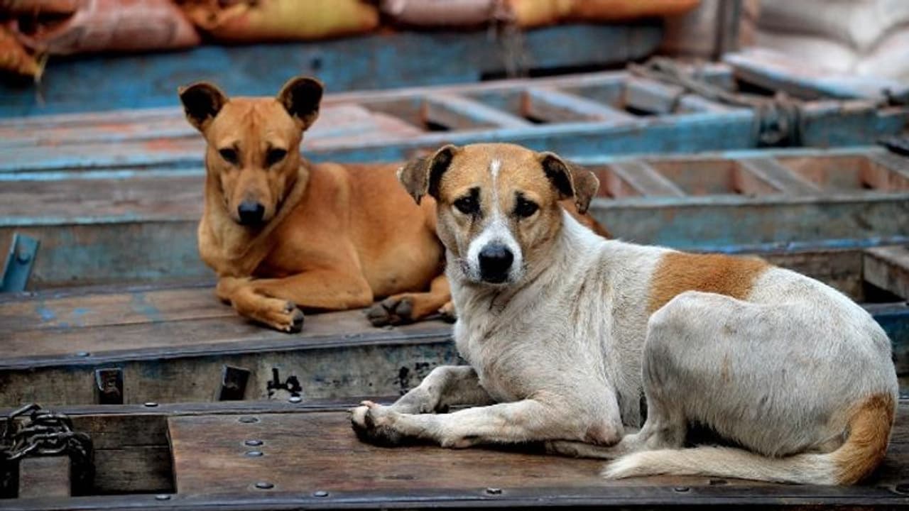 നിലമ്പൂരിൽ 16 പേരെയും മൃഗങ്ങളെയും കടിച്ച നായക്ക് പേവിഷ ബാധ, നിരീക്ഷണത്തിലിരിക്കെ ചത്തു നിലമ്പൂരിൽ 16 പേരെയും മൃഗങ്ങളെയും കടിച്ച നായക്ക് പേവിഷ ബാധ, നിരീക്ഷണത്തിലിരിക്കെ ചത്തു