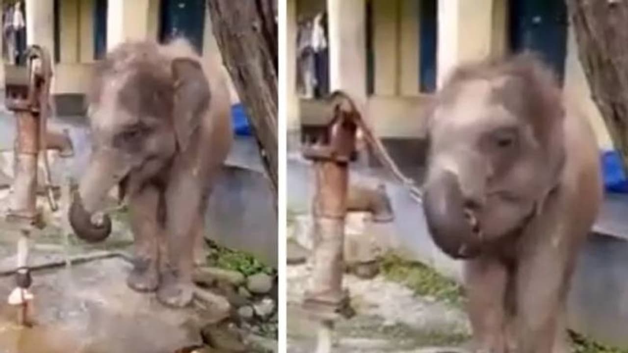 മനുഷ്യർ ചെയ്യുന്നത് കണ്ടുപഠിച്ചു, ഹാൻഡ്‍പമ്പ് പ്രവർത്തിപ്പിച്ച് വെള്ളം കുടിക്കുന്ന കുട്ടിയാന! കൗതുകമായി വീഡിയോ