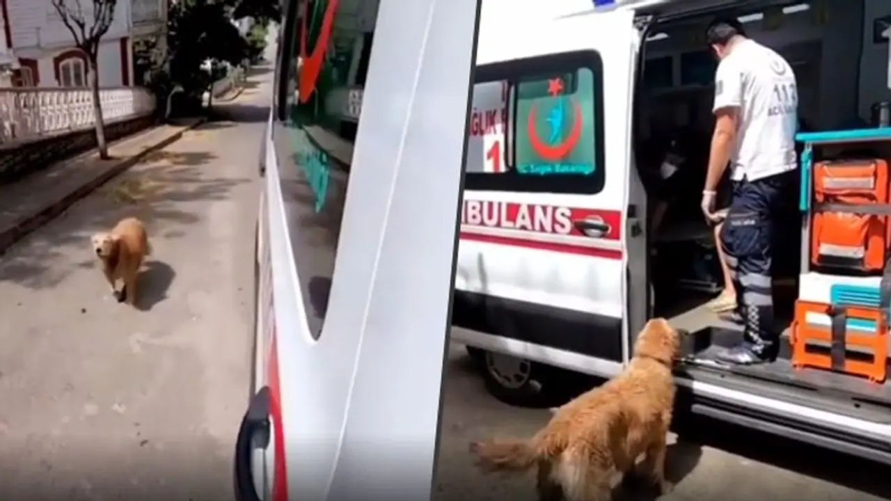 Dog chases Sick Owner's Ambulance To Hospital; Emotional video goes viral Dog chases Sick Owner's Ambulance To Hospital; Emotional video goes viral