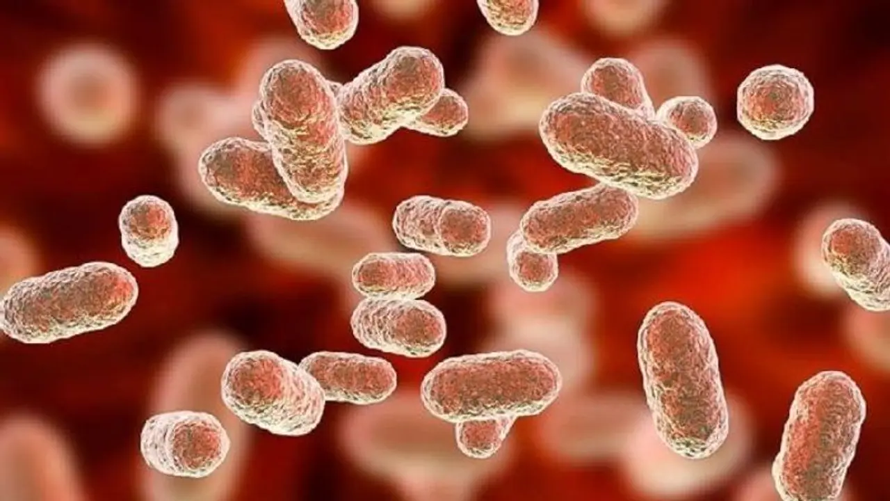 ಕೊರೋನಾ ಹಾವಳಿ ಮಧ್ಯೆ ಕೇರಳದಲ್ಲಿ ಅಂಥ್ರಾಕ್ಸ್‌ ಸ್ಫೋಟ: ತೀವ್ರ ಆತಂಕ