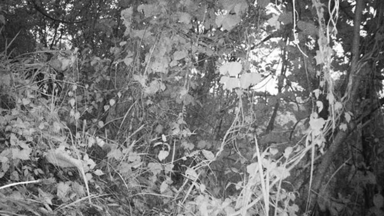 ഈ ചിത്രത്തില് ഒരു കടുവയെ കാണുന്നുണ്ടോ? ഈ ചിത്രത്തില് ഒരു കടുവയെ കാണുന്നുണ്ടോ?