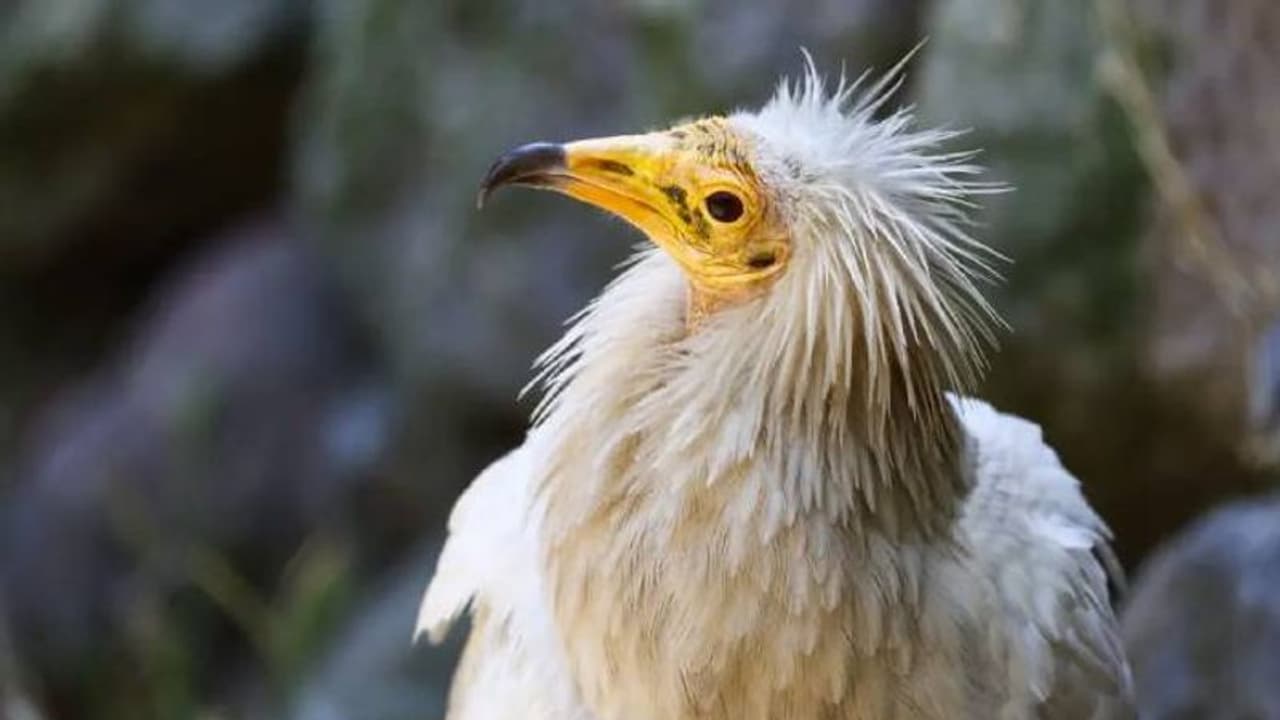 153 വർഷത്തിനുശേഷം യുകെ യില് തോട്ടിക്കഴുകന്, കാണാൻ പക്ഷിനിരീക്ഷകരുടെ ഒഴുക്ക്! 153 വർഷത്തിനുശേഷം യുകെ യില് തോട്ടിക്കഴുകന്, കാണാൻ പക്ഷിനിരീക്ഷകരുടെ ഒഴുക്ക്!