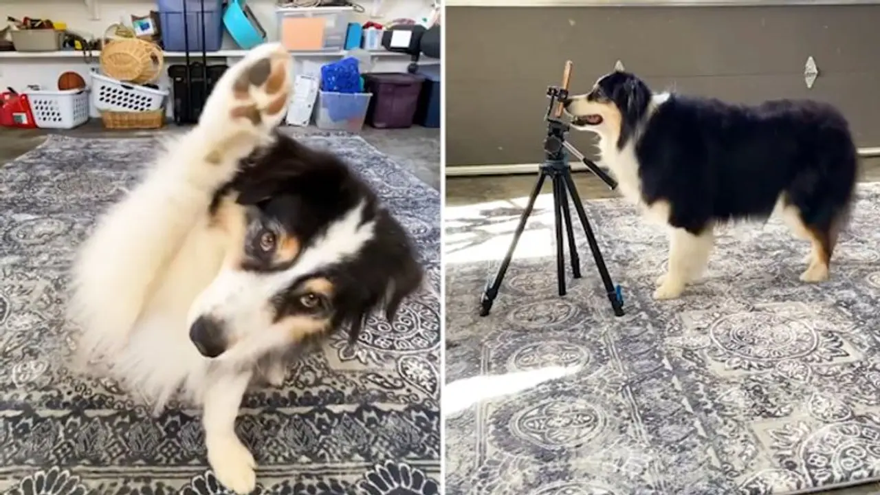 Dog records her own TikTok with nose boop; video goes viral