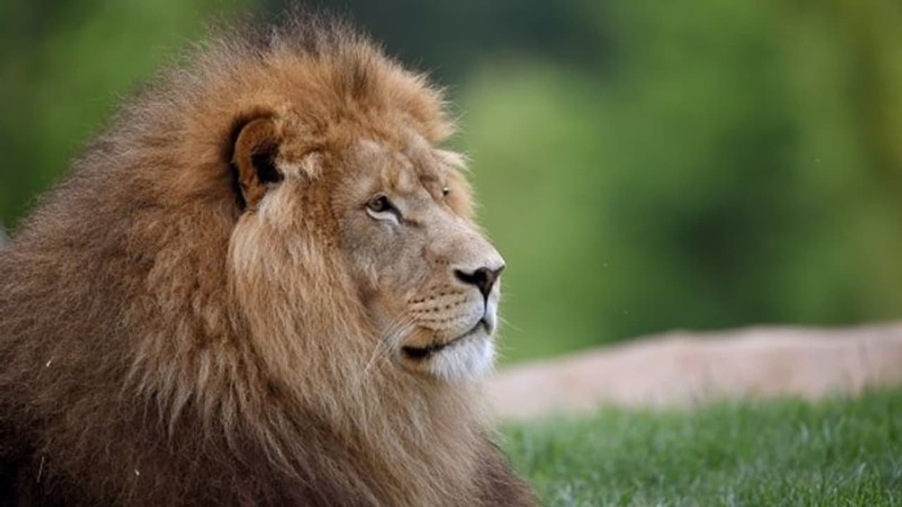 করোনার থাবা পশুরাজের ডেরায়, কোভিড আক্রান্ত ১১টি সিংহ, মৃত ১ করোনার থাবা পশুরাজের ডেরায়, কোভিড আক্রান্ত ১১টি সিংহ, মৃত ১