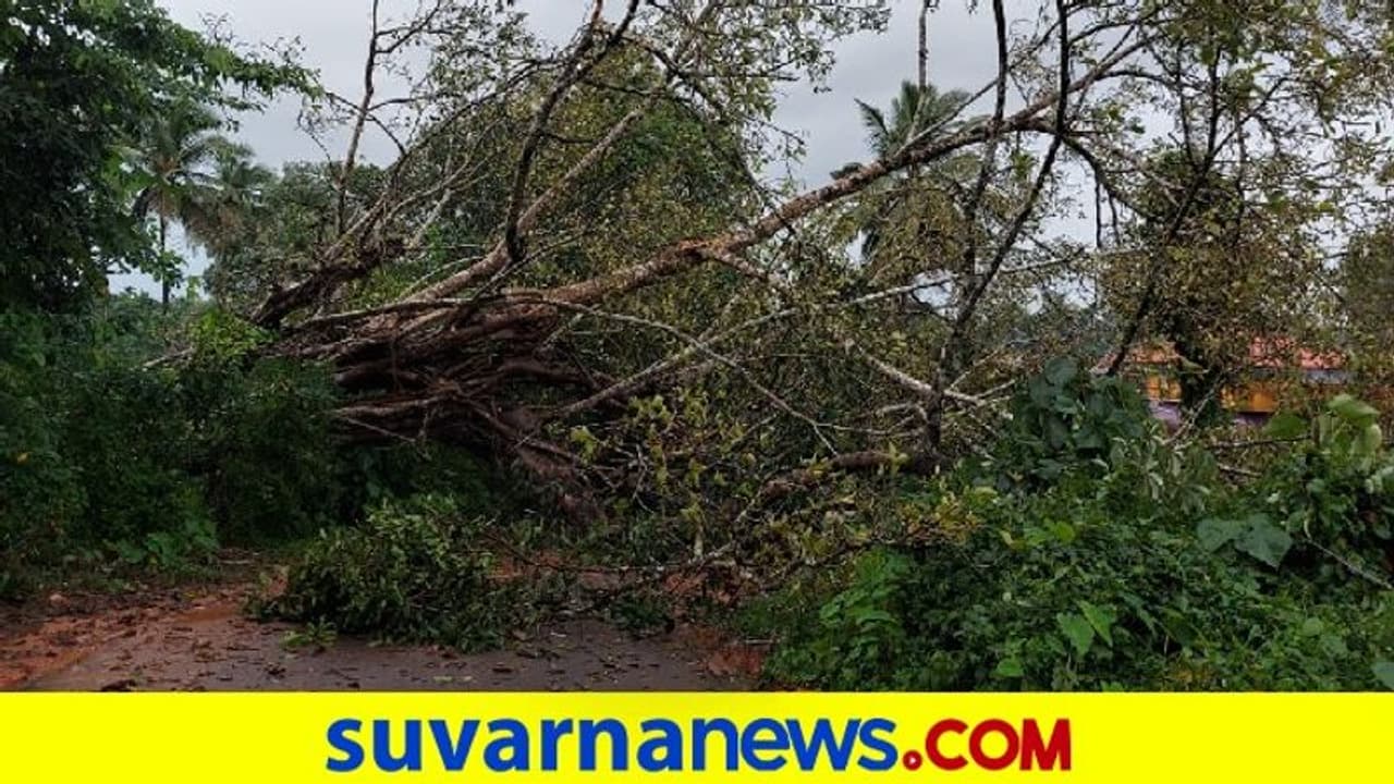 ಬಂಟ್ವಾಳ: ಮಳೆಗೆ ಧರೆಗುರುಳಿದ ಬೃಹತ್ ಗಾತ್ರದ ಮರ, ವಿದ್ಯುತ್ ಸಂಪರ್ಕ ಕಡಿತ! ಬಂಟ್ವಾಳ: ಮಳೆಗೆ ಧರೆಗುರುಳಿದ ಬೃಹತ್ ಗಾತ್ರದ ಮರ, ವಿದ್ಯುತ್ ಸಂಪರ್ಕ ಕಡಿತ!