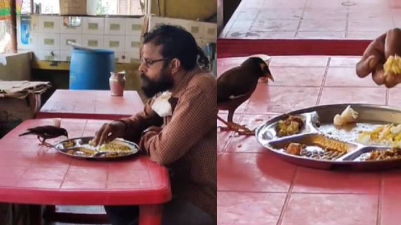 ഒരേ പാത്രത്തില്‍ നിന്നും ഭക്ഷണം പങ്കിട്ട് കഴിക്കുന്ന പക്ഷിയും മനുഷ്യനും, മനസ് നിറയ്ക്കുന്ന വീഡിയോ