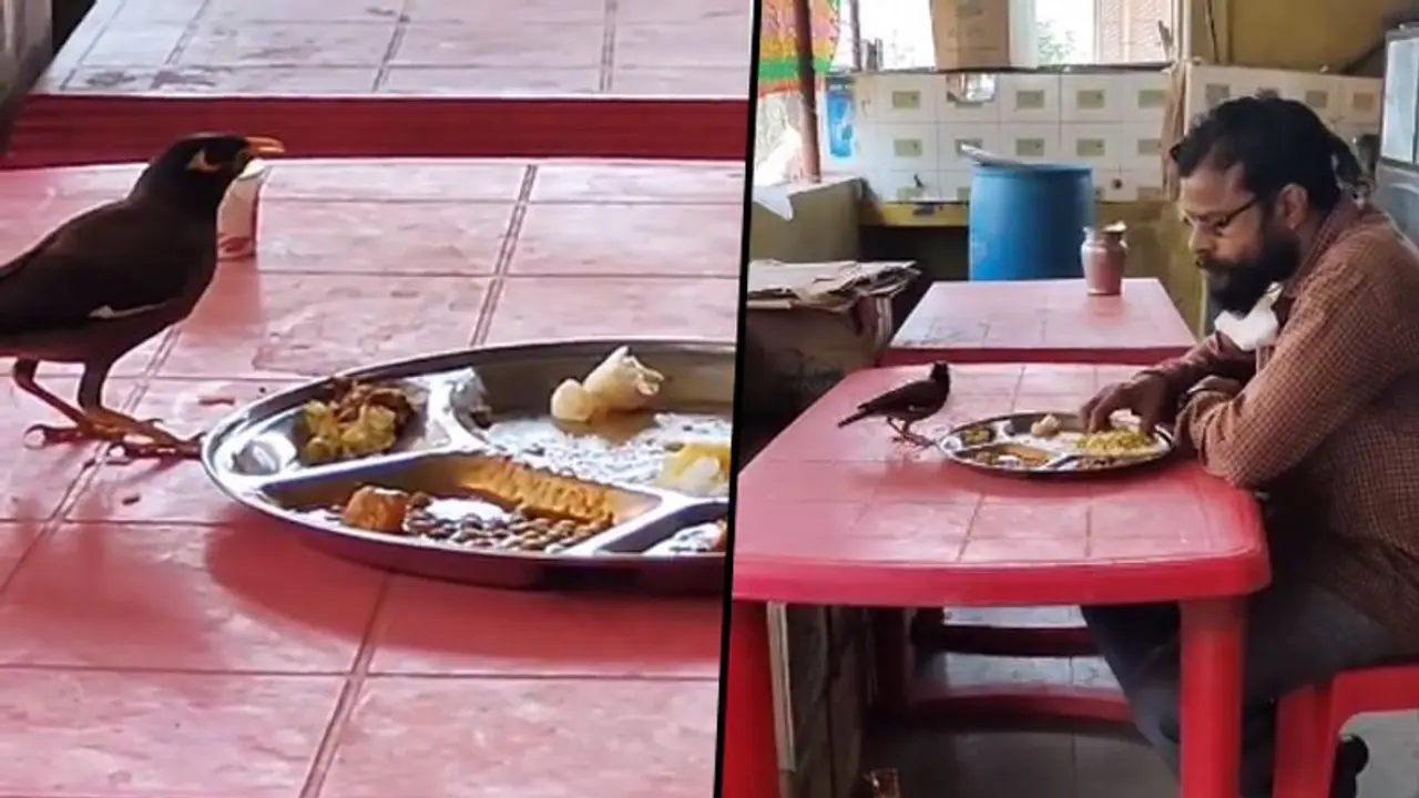 Man Shares Food With Bird From The Same Plate; Heartwarming Video Goes Viral Man Shares Food With Bird From The Same Plate; Heartwarming Video Goes Viral