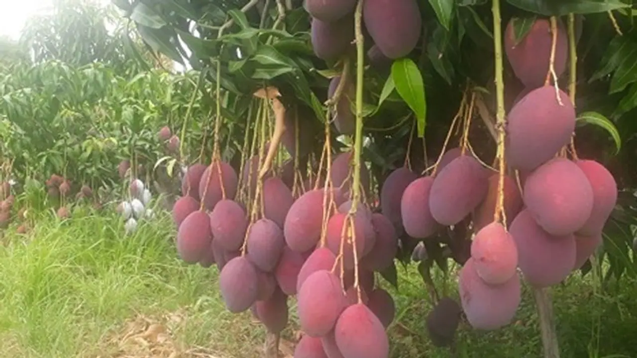 চুরি হওয়া থেকে বাঁচাতে, আমের পাহারায় ৬ শিকারি কুকুর ও ৪ নিরাপত্তা রক্ষী